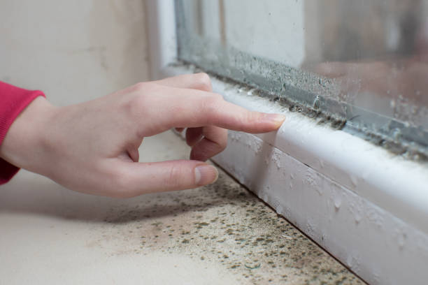 Best Comprehensive Air Testing for Mold Contaminants  in East Cleveland, OH